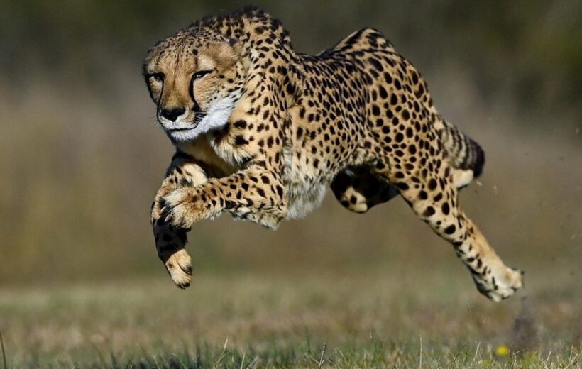 4 Days - Northern Tanzania Safari Loop: From Manyara to Tarangire