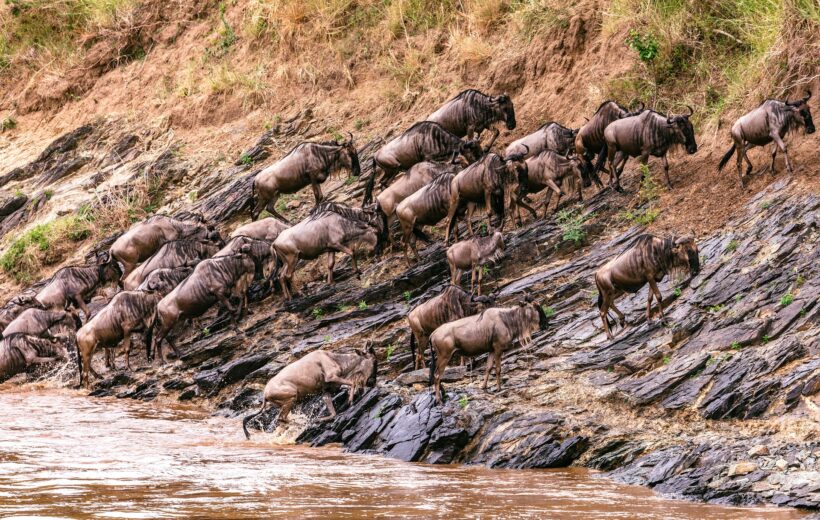 8 Days - Great Migration & Ngorongoro Explorer