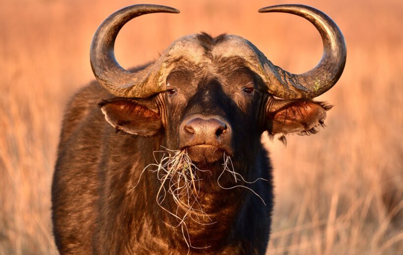 6 Days - Northern Tanzania Wildlife Odyssey
