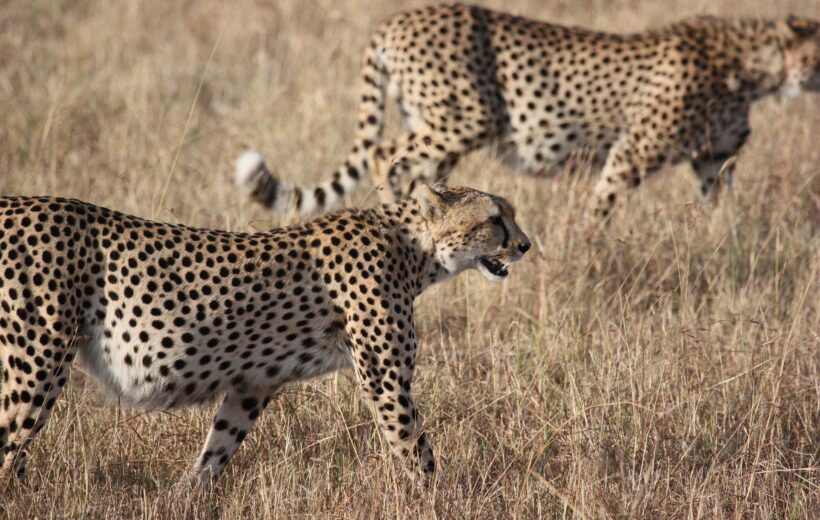 4 Days - Ultimate Tanzanian Safari: Mikumi & Ruaha Wildlife Adventure