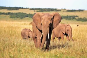 3-DAYS_MARVELLOUS SAFARI TO SERENGETI AND NGORONGORO