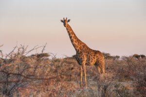 4 Days - Mikumi & Udzungwa Mountains Safari in Tanzania – Wildlife, Waterfalls & Pristine Landscapes