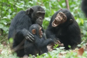 5 Days - Gombe Chimpanzee Trekking & Lake Tanganyika Safari in Kigoma, Tanzania