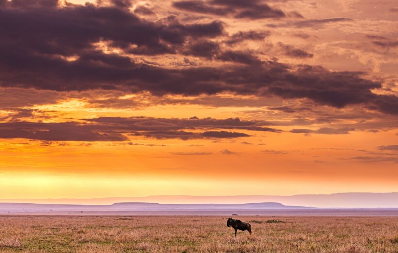 8 Days - Wild Horizons Safari: Tanzania Safari & Zanzibar Escape