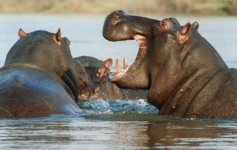6 days - Tanzania Wildlif Safari: Tarangire, Ngorongoro & Manyara