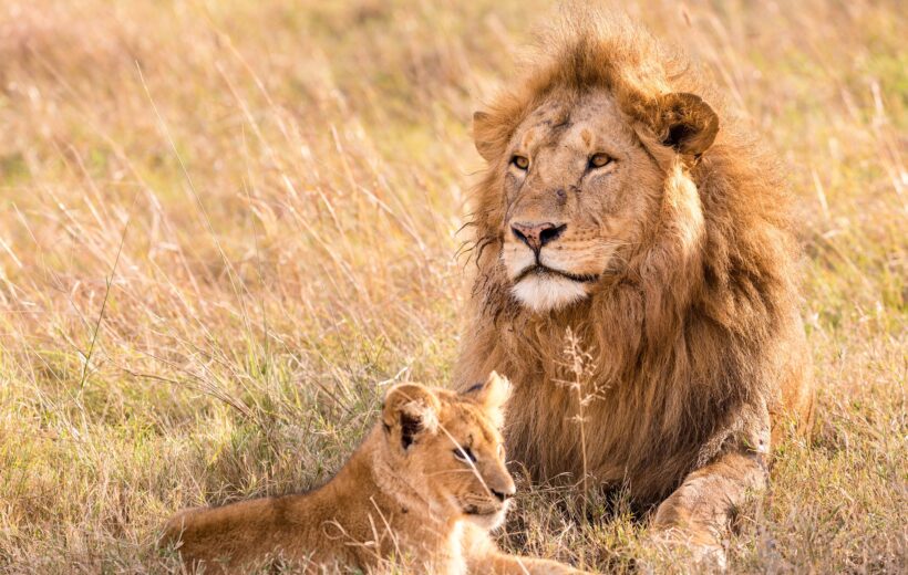 Stellar Southern Tanzanian Safari: Mikumi, Ruaha & Nyerere (Selous) Adventure