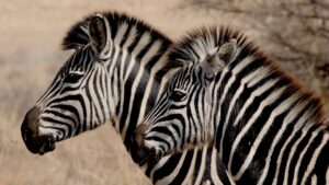 5 Days - Nyerere (Selous) & Mikumi National Park Safari – Boat, Walking, and Wildlife Adventure in Tanzania