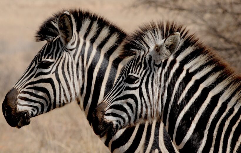 5 Days - Nyerere (Selous) & Mikumi National Park Safari – Boat, Walking, and Wildlife Adventure in Tanzania