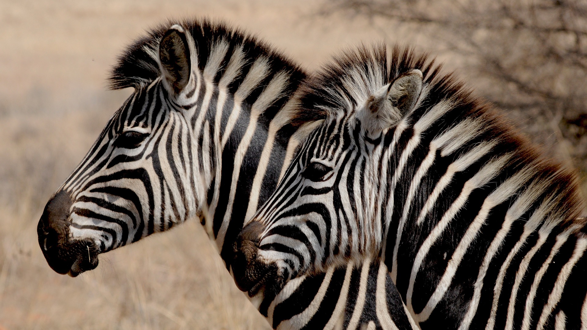 Mikumi National Park