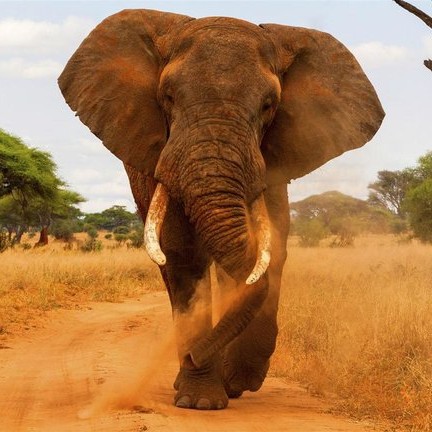 Tarangire National Park