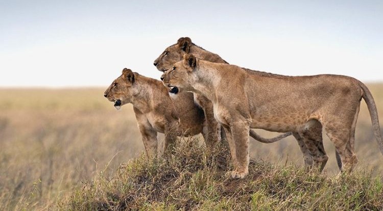 Serengeti National Park