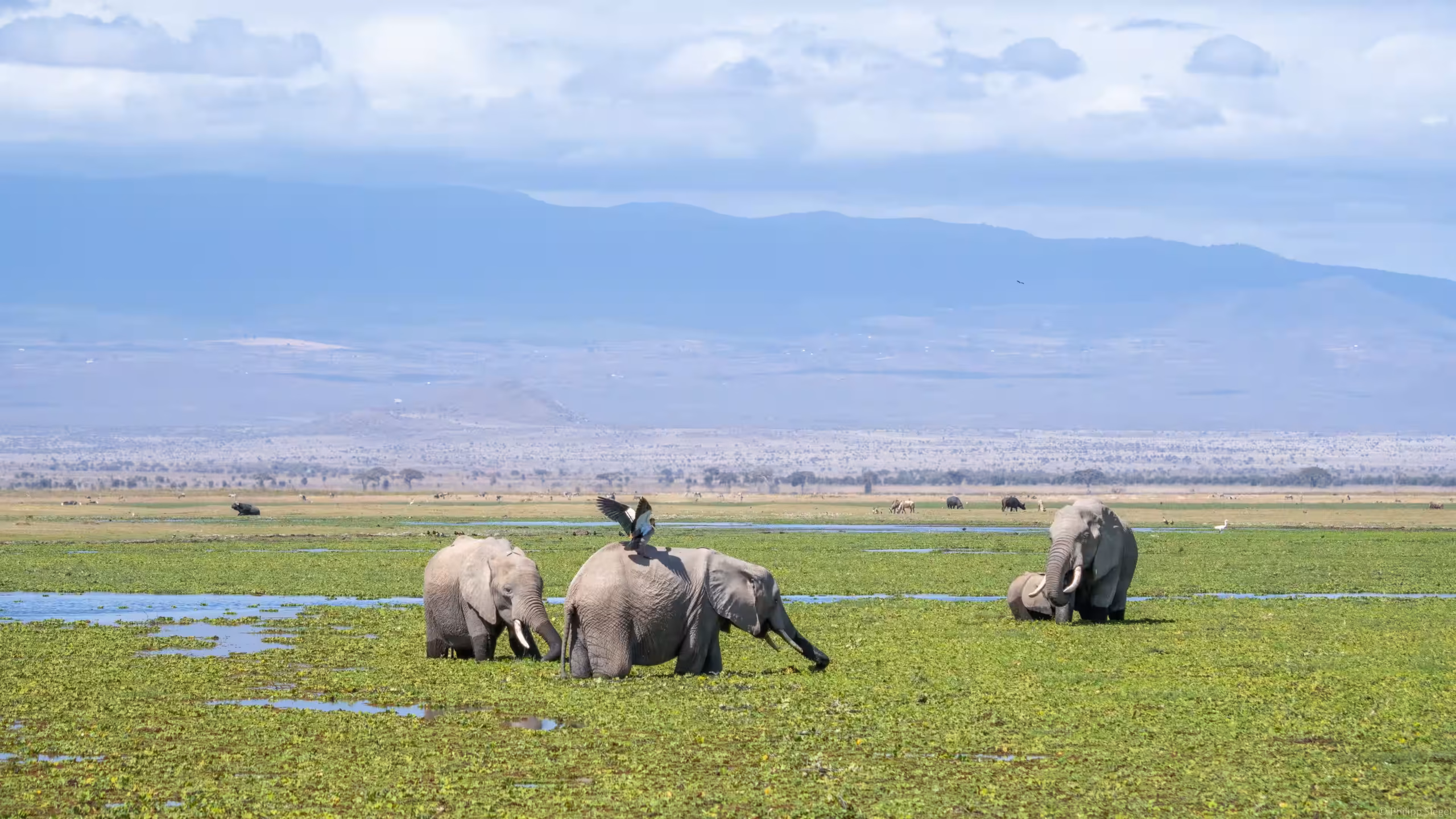 Ngorongoro