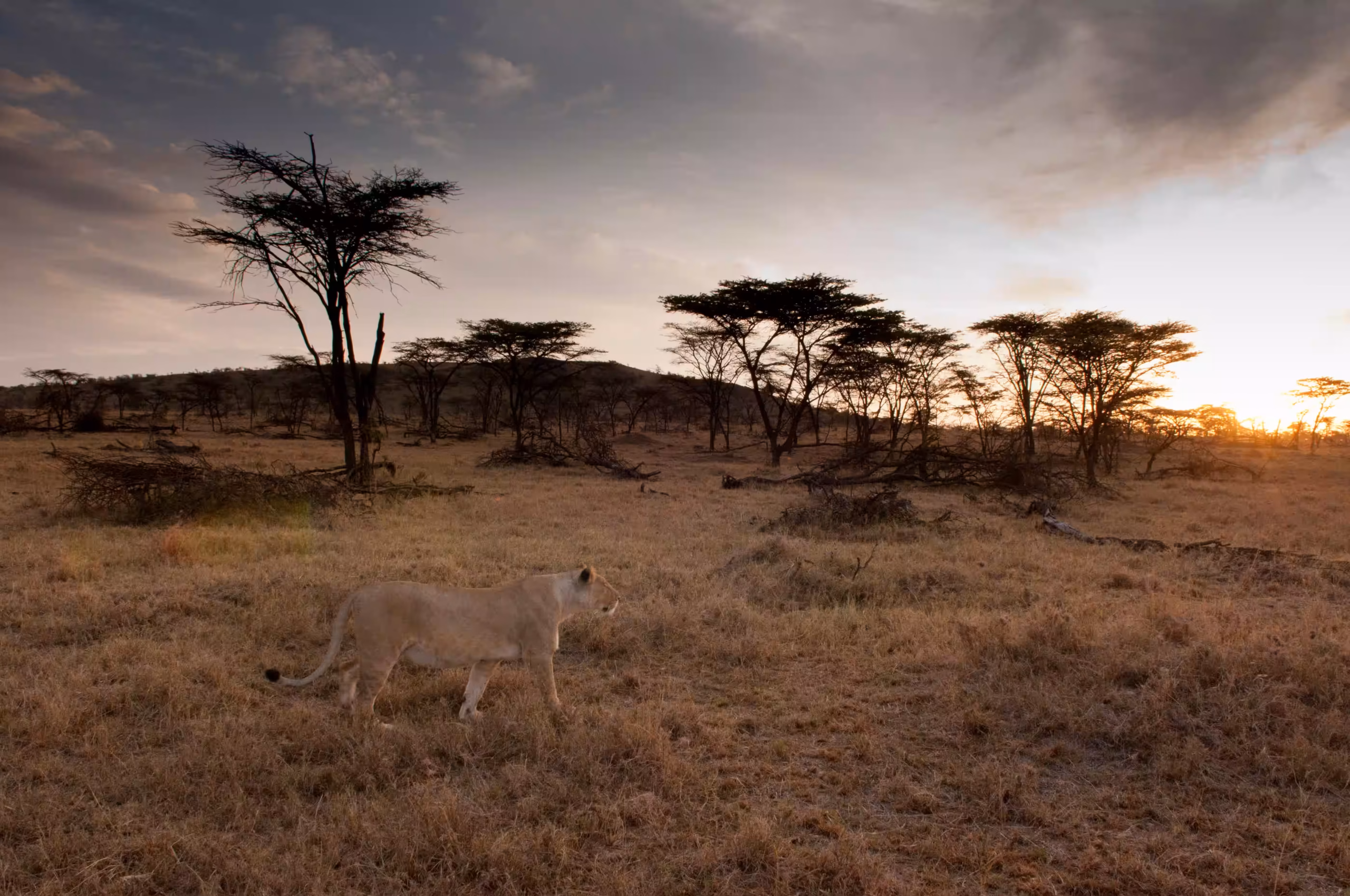 Hot Air Balloon Safari Serengeti