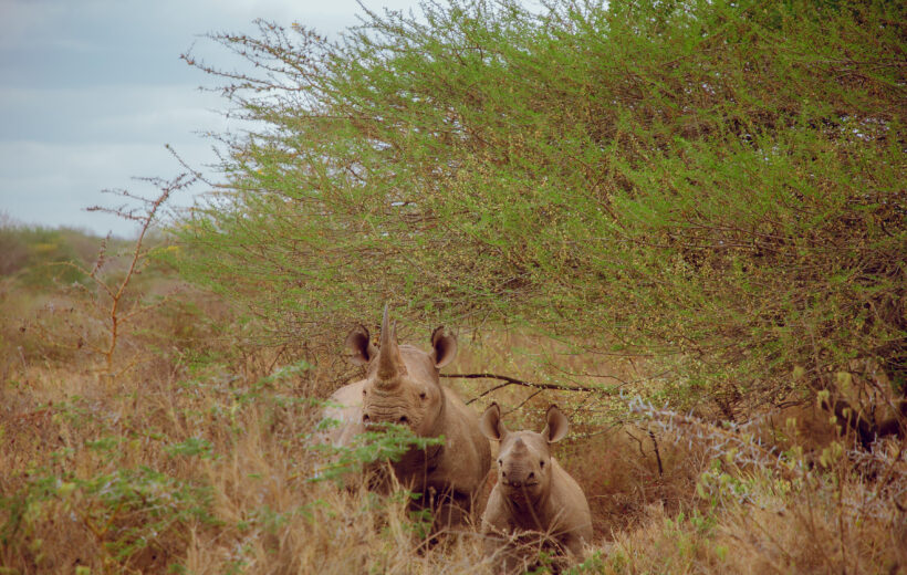 2 Days 1 Night: Nyumba ya Mungu & Mkomazi National Park