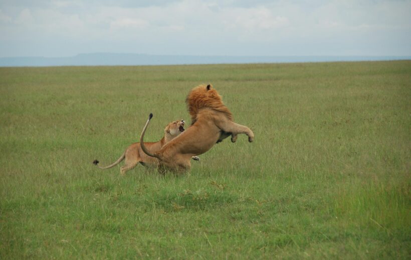 4 Days Classic Northern Tanzania Safari: Tarangire, Central Serengeti & Ngorongoro Crater