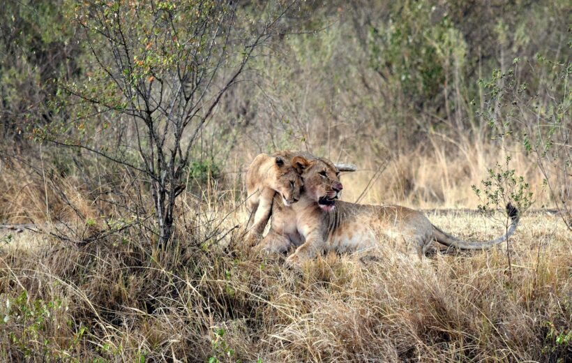 9 Days Great Migration in Serengeti and Zanzibar Beach