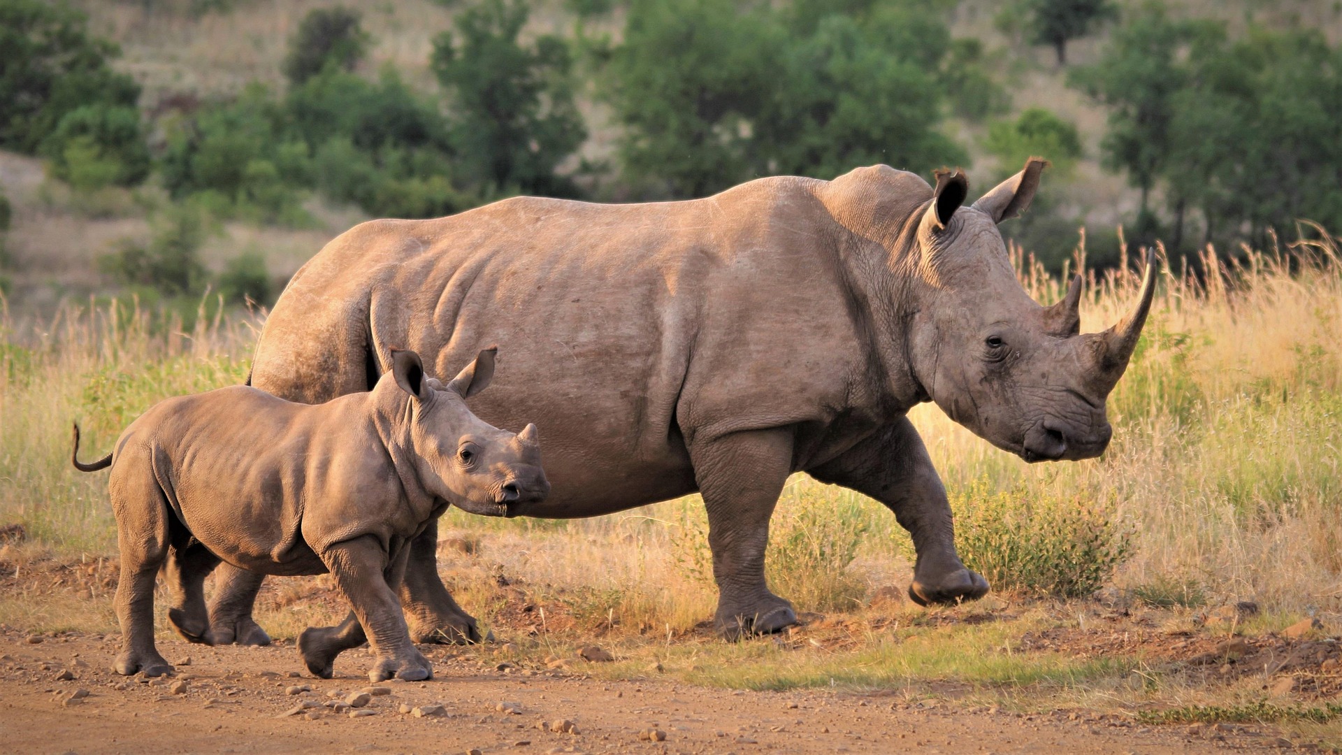 Mkomazi National Park