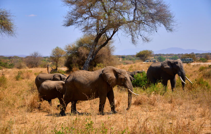 3-Day Fly-In & Drive-Out Best Wildlife Adventure