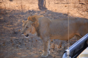 4-Day Budget Wildlife Adventure