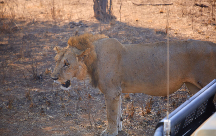 4-Day Budget Wildlife Adventure