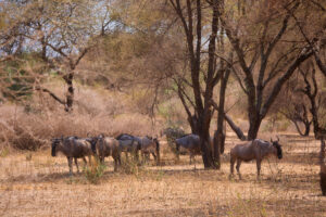 3-Day Best Wildlife Safari: Serengeti and Ngorongoro Crater