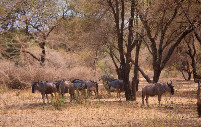 3-Day Best Wildlife Safari: Serengeti and Ngorongoro Crater