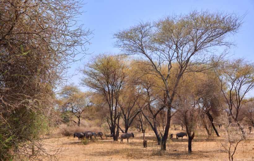 6 Days Lake Natron, Serengeti and Ngorongoro Crater