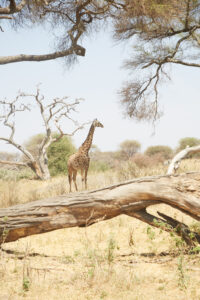 2-Day Luxury Safari: Tarangire and Ngorongoro Crater