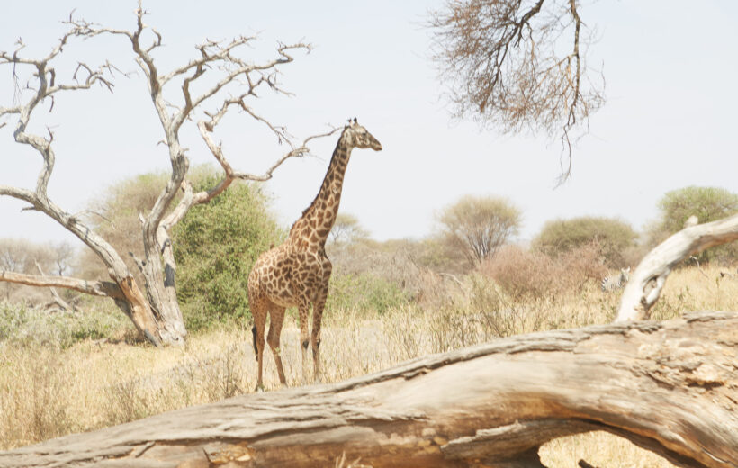 2-Day Luxury Safari: Tarangire and Ngorongoro Crater