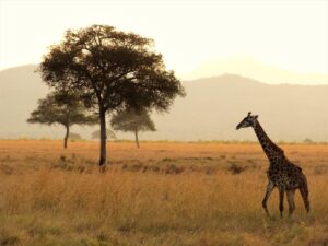 2 Days Luxury Fly-in from Zanzibar Wildlife Safari