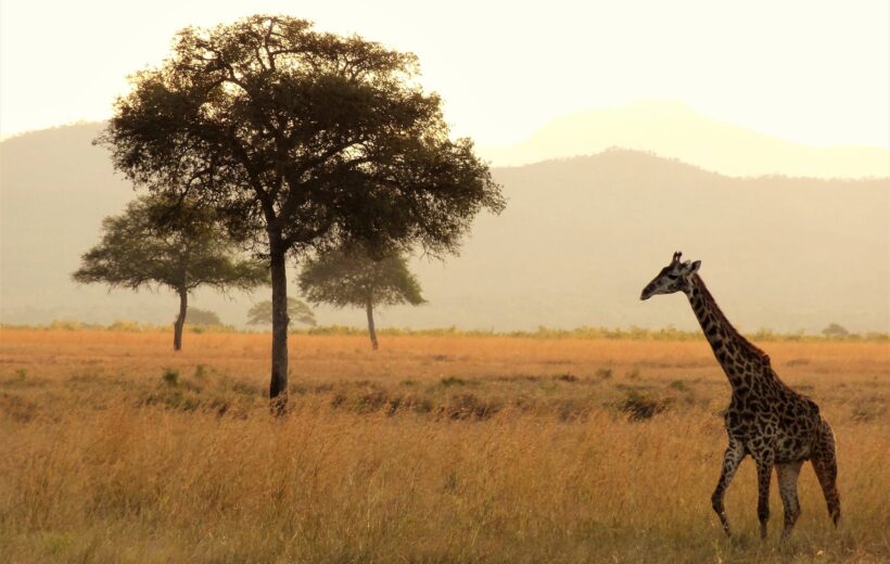 2 Days Luxury Fly-in from Zanzibar Wildlife Safari