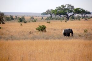 7 Days Super Migration Safari