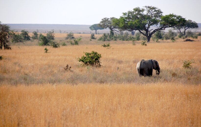 7 Days Super Migration Safari