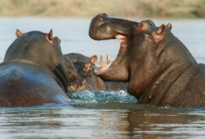 3 Days Arusha National Park, Materuni Waterfall & Lake Manyara National Park Adventure