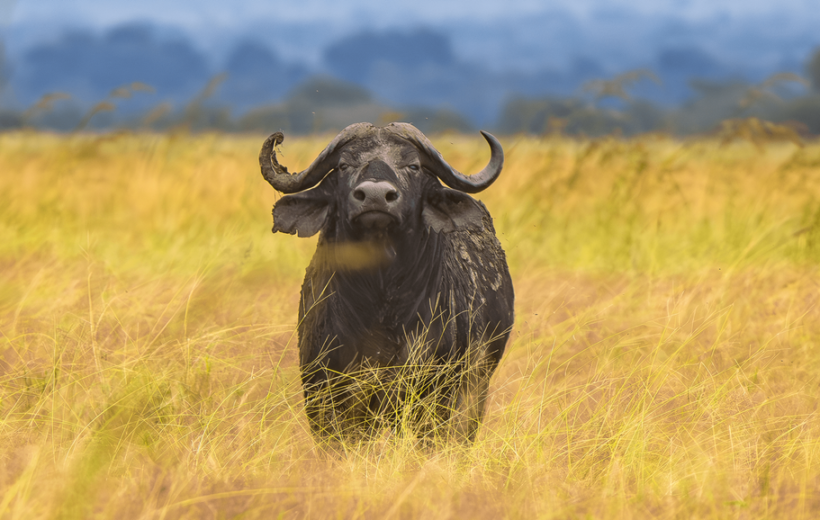 4 Days Southern Tanzania Safari: Mikumi & Ruaha National Park