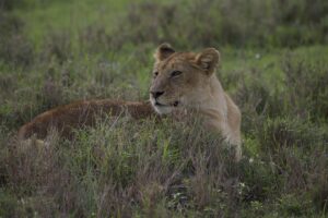 4 Days Luxury Safari: Tarangire, Serengeti, Ngorongoro & Lake Manyara