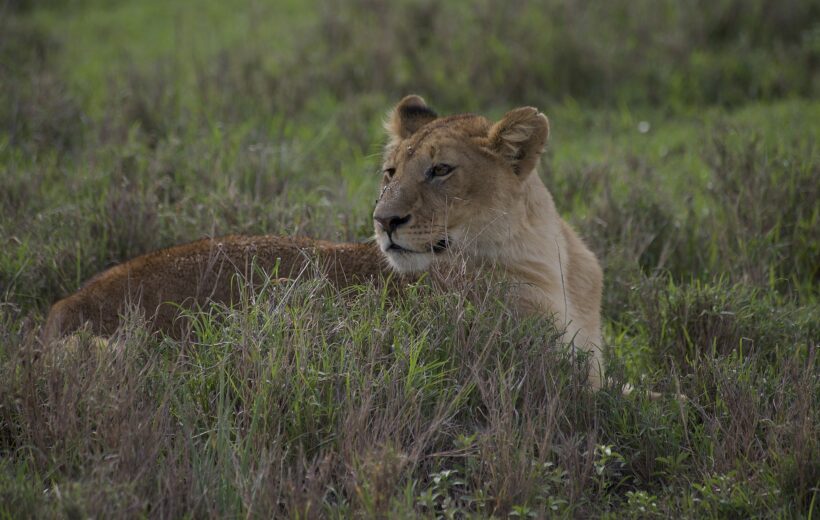 4 Days Luxury Safari: Tarangire, Serengeti, Ngorongoro & Lake Manyara